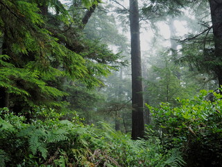 Early morning on a boardwalk trail through the temperate rainforest in Pacific Rim National Park,...