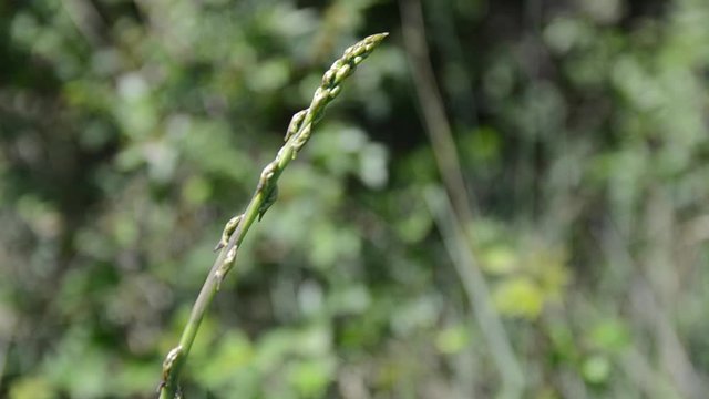 Young shoots of Black bryony, edible parts, close up. Fresh Dioscorea communis, Black bindweed or lady's-seal growing in forest. Tamus communis is perennial vine. 