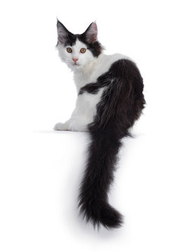 Handsome black and white Maine Coon cat kitten, sitting backwards. Looking over shoulder at camera with brown eyes. Isolated on white background. Long tail hanging down over edge.