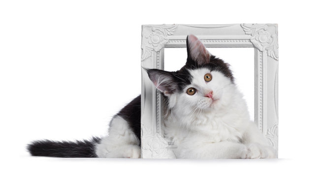 Handsome black and white Maine Coon cat kitten, laying side ways through white photo frame. Looking at camera with brown eyes. Isolated on white background.