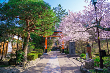 京都　宇治上神社の桜