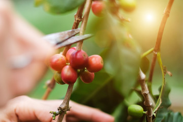 farmers cutting branch of cherry Coffee, red or ripe arabica berries. Harvesting, agriculture,...