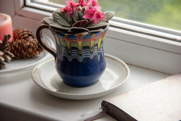 flower violet in a pot and a daily planner for planning the day on the windowsill