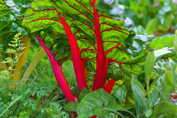 Feuilles de blette rouge couleurs vives gros plan transparence potager nervures