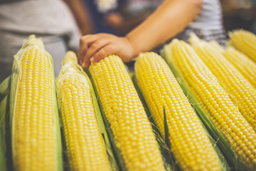 Young child hand holding corn exposed at the local market.