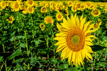 Sunflower Field, Spain