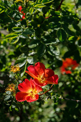 Blooming colorful rose flowers in sunny garden or park, seasonal flowers