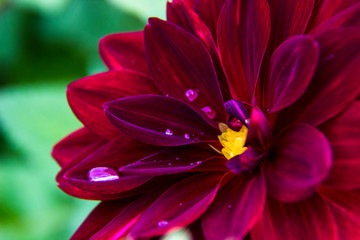 Nature concept-the Bud of a deep red Dahlia flowers on blurred background (selective focus), close up, macro. Autumn flowers background. Flower for postcard beauty decoration concept or botany concept