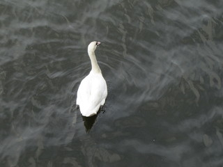 Swan swimming in the Waters of the Vltava River in Prague, the Czech Republic