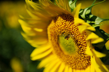 Sunflower Field, Spain