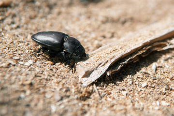 Big black beetle crawling on a wooden stick