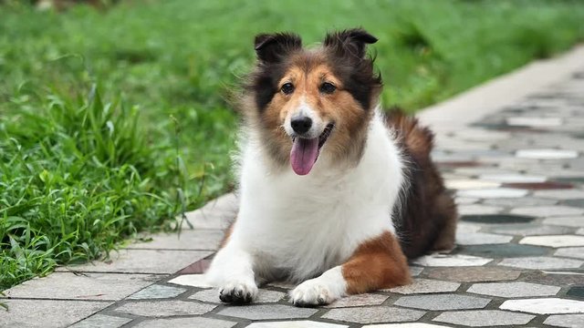 Adorable Shetland sheepdog lying on ground and looking straight in windy day, super slow motion.