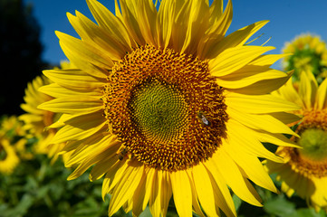 Sunflower Field, Spain