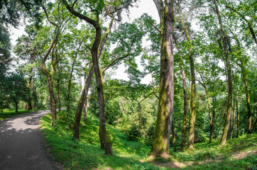 Obraz premium Georgia, Batumi - Botanical garden