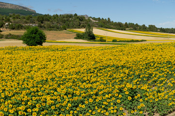 Sunflower Field, Spain