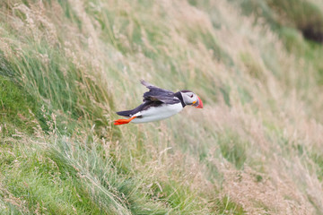 Atlantic puffin