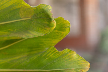 Big green leaf with veins details © SaraPaola