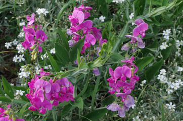 Flowers inspiration