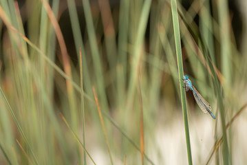 Small blue colorful protected dragonfly style sits on a blade of grass. Latin name coenagrion mercuriale.