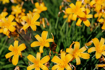 Lilium lancifolium or Daylily is an Asian species of lily, is widely planted as an ornamental because of its showy flowers.