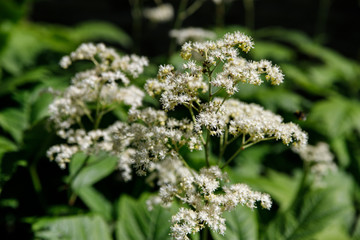 Geyhera flowers in the garden