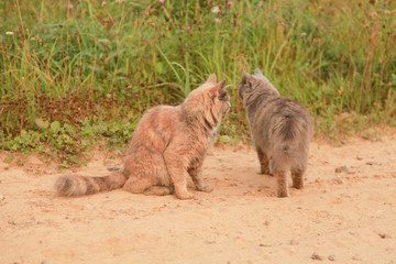 two cute cats walking caress on a summer day