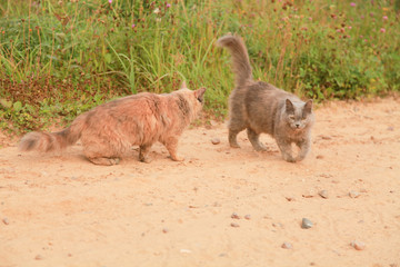 two cute cats walking caress on a summer day