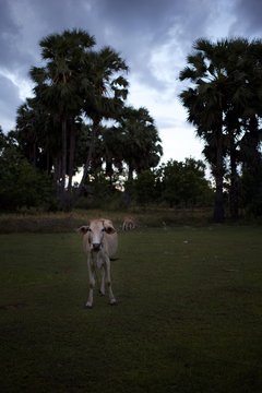Cambodian Cow