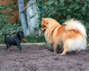 pomeranian and Petit Brabancon in the garden