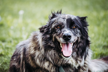 Portrait d'un joli chien de berger