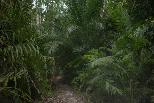 Palm Forets