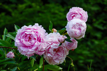 Pfingstrose Blüte in rosa pink