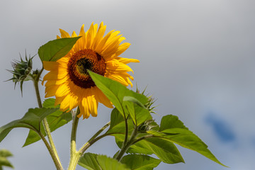 Riesige gelbe Sonnenblume ragt in den blauen Himmel empor und zeigt die Kraft der Sonne für...