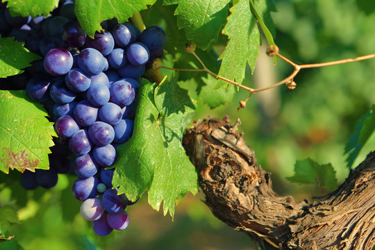 1 767 Best Feuille De Vigne Images Stock Photos Vectors Adobe Stock