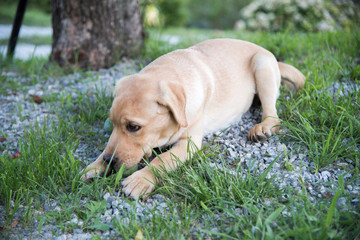 labrador cucciolo