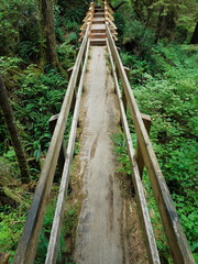 Early morning on a boardwalk trail through the temperate rainforest in Pacific Rim National Park, Vancouver Island, British Columbia, Canada