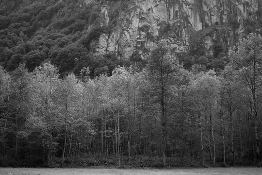Trees in a Row