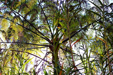 Green leaves of fern in the middle of a tropical vegetation. Photo taken against the bright sunlight.