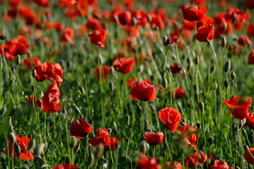 Obraz na płótnie Canvas close up of red poppy flowers in a field