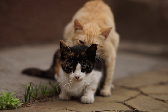 Domestic cats in the act of mating. Cat make love, having sex