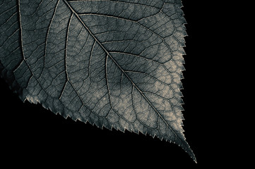Abstract black and white leaf texture for background on black isolated background