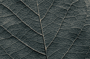Abstract black and white leaf texture for background on black isolated background
