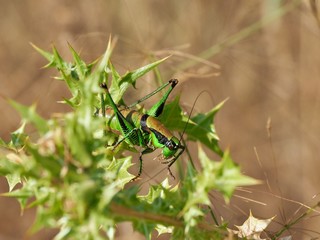 Corfu, Griechenland, eine grüne Heuschrecke sitzt in einer Distel in der Sonne