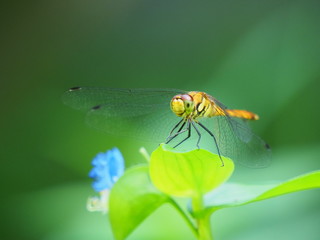 ナツアカネ