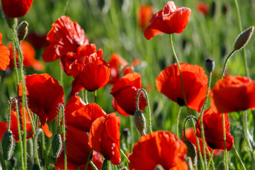 close up of red poppy flowers in a field