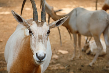 Naklejka na ściany i meble Portrait of an antelope of Sahara Oryx