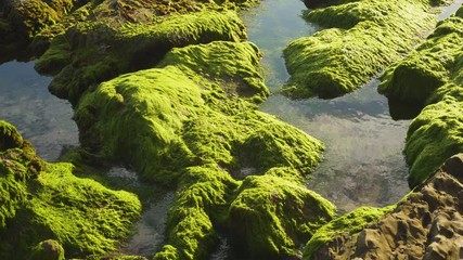 Tide Pool Sunset, Eldwayen Ocean Park, Pismo Beach, California	