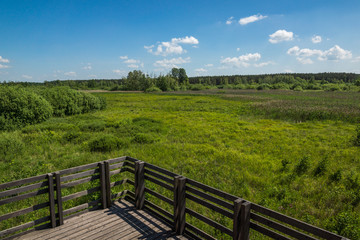 Fototapeta na wymiar Kampinoski National Park at sunny day in Granica, Poland