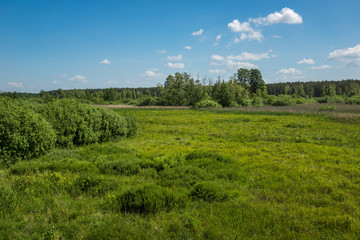 Kampinoski National Park at sunny day in Granica, Poland