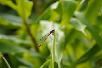 dragonfly on leaf